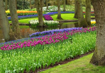 Park in spring - nice, freshness, trees, tulips, greenery, colorful, spring, pretty, green, alleys, grass, garden, park, lovely, nature, forest, beautiful, flowers