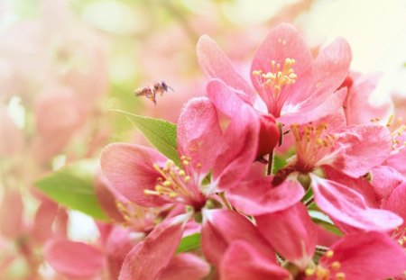 Pink Blossom - trees, animals, wallpaper, spring, nature, bee, beautiful, pink, blossom, flowers, new