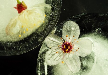 Ice Flowers - nature, ice, white flowers, beautiful, flowers, trapped