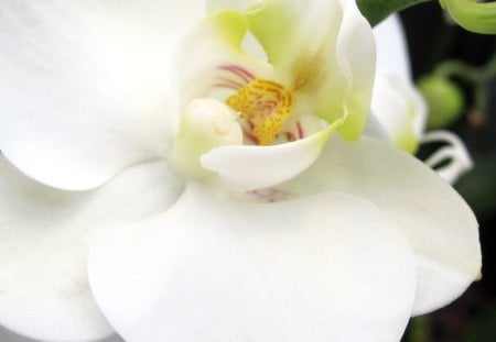 Flower - white, nature, orchid, beautiful, green, flowers, flower