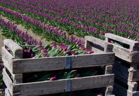 Tulips to go - field, purple, earth, tulips