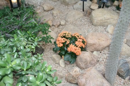 Garden day at Edmonton Pyramids 04 - garden, rocks, flowers, photography, orange, stones, cactus, green