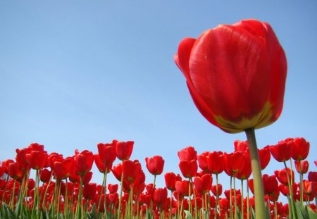 Lots of tulips - tulip, red, spring, skies