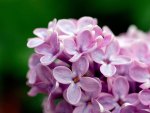 *** Lilac ***