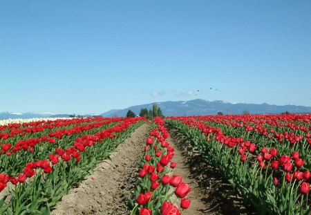 Trail of tulips - field, tulip, spring, work