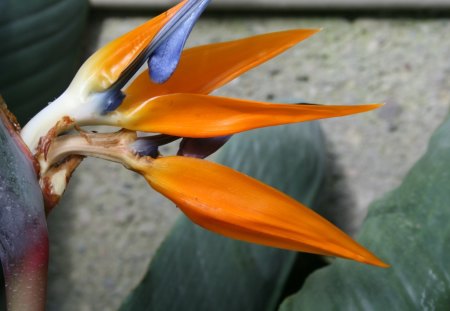 Garden day at Edmonton Pyramids 12 - white, garden, flowers, photography, orange, bird of paradise, blue, green