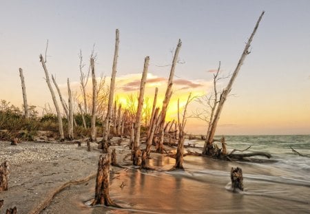 magical dead trees on a beach at sunset - dead, beach, trees, sunset, sea