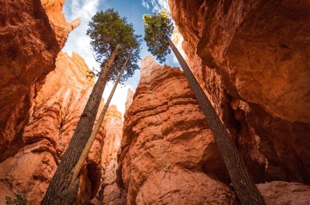 superb tall canyon - cliffs, trees, canyon, trunks