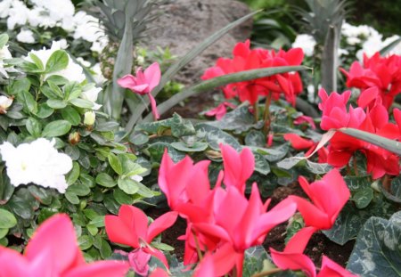 Garden day at Edmonton Pyramids 17 - white, red, garden, flowers, photography, cyclamen, green