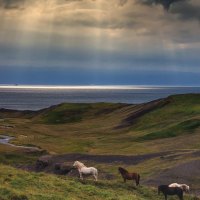 horses on the beach by sunset