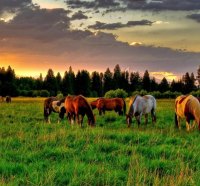 Horse in Sunset