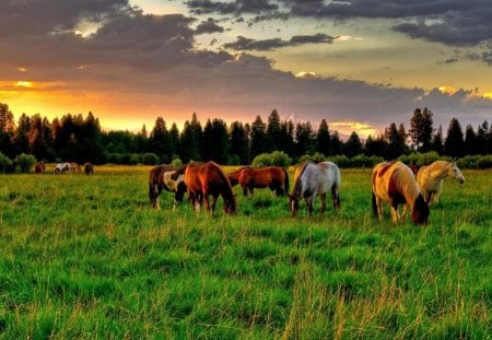 Horse in Sunset - grass, sunset, horse, sun