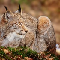 wild cat