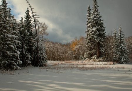 lovely winter forest scene - clouds, winter, forest, clearing