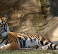 tiger