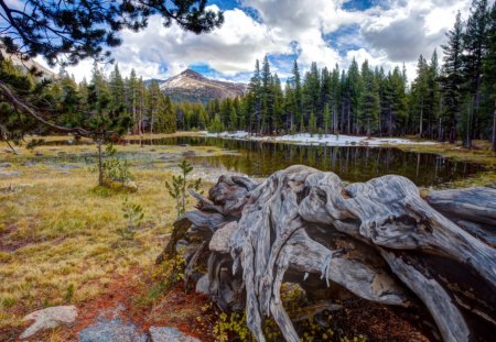 pond in the beautiful backwoods - petrified tree, forest, pond, mountain