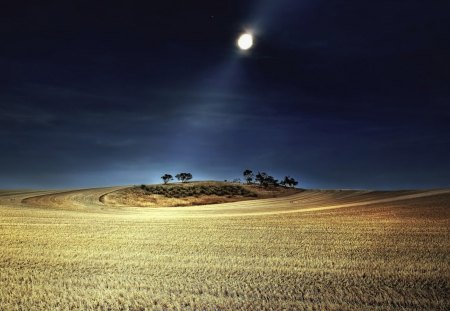 harvest moon - moon, circular, trees, fields, night