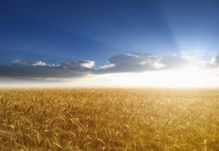 a perfect summer day - summer, field, wheat, sun