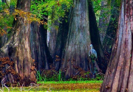 Blue Heron hiding in giant bald Cypress - trees, heron, water, nature, blue, lake, cypress