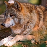 The Beauty of Wolves