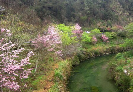 Beautiful nature - nature, streams, cherry tree, mountain, beautiful