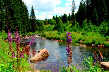 MOUNTAIN RIVER - bohemian forest, mountain river, woods, czech republic, flowers