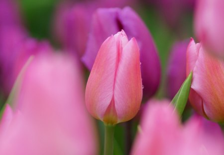 *** I love TULIPS !!! *** - flower, tulips, pink, flowers, nature