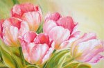 *** Pink tulips ***