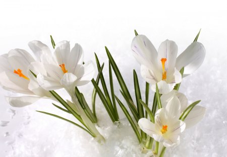 *** White crocuses *** - flowers, white, nature, crocuses, flower