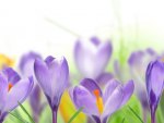 *** Purple crocuses ***