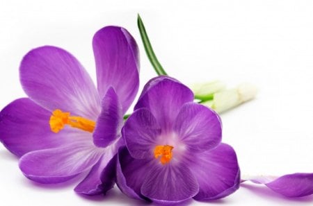 *** Purple crocuses *** - nature, crocuses, purple, flowers, flower