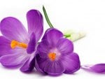 *** Purple crocuses ***