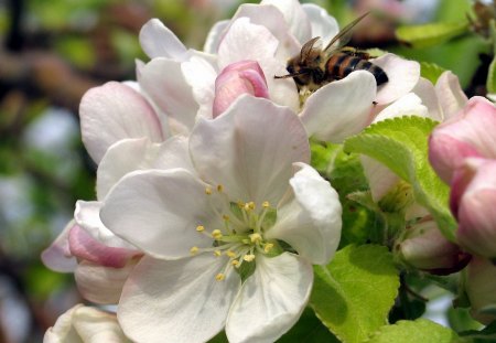 ***Spring flowering trees *** - flower, flowers, spring, flowering, trees, nature