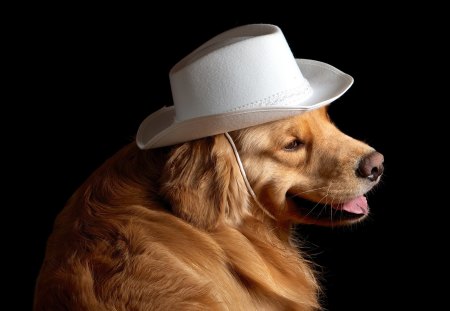 *** Dog in a Hat *** - hat, animals, dog, animal, dogs