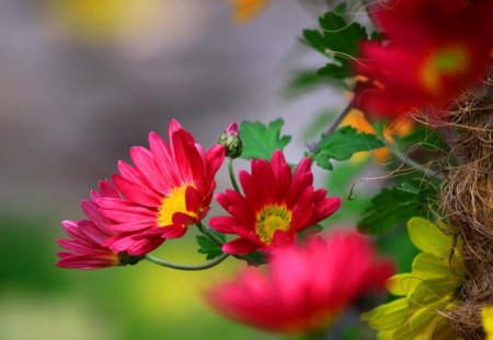 Blooms in the fresh morning - color, image, new, wallpaper