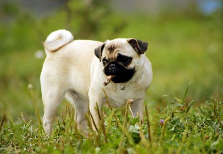 The Little Pug - animal, pug, pet, small, dog, grass