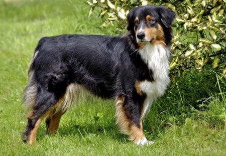 Australian shepherd - face, pretty, playful dog, cute, animals, beauty, beautiful, sweet, puppy, bubbles, playful, dogs, puppies, pay, lovely, dog face