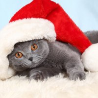 Christmas cat