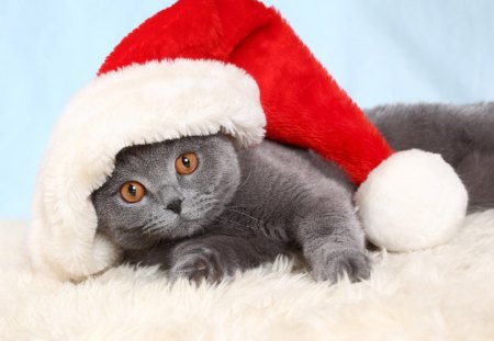 Christmas cat - sleepy, cute, beautiful, cat, sleeping, kitty, cats, hat, cat face, paws, face, animals, pretty, beauty, sweet, kitten, lovely