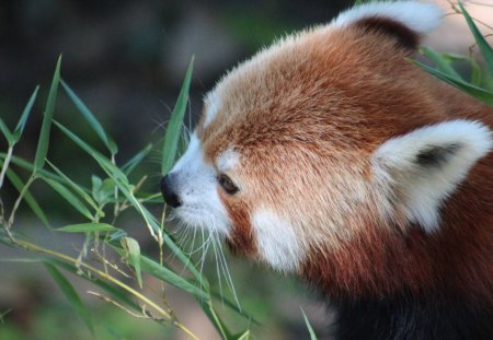 Red panda - animal, animals, panda, red panda