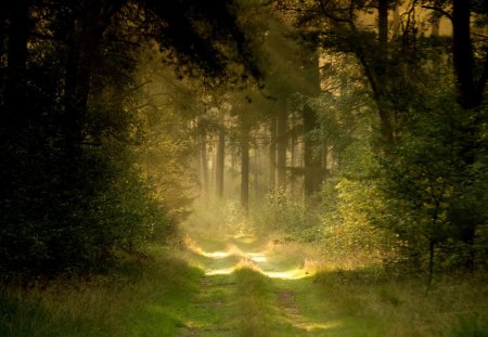 Forest Path - Forest, Path, Tree, Nature