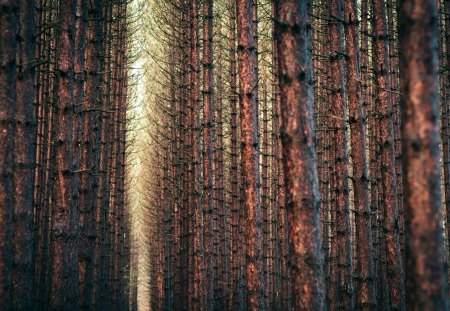 Pine Forest - nature, forest, photography, pine