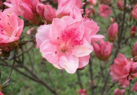 Pink Azalea - nature, outside, flower, pink