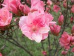 Pink Azalea