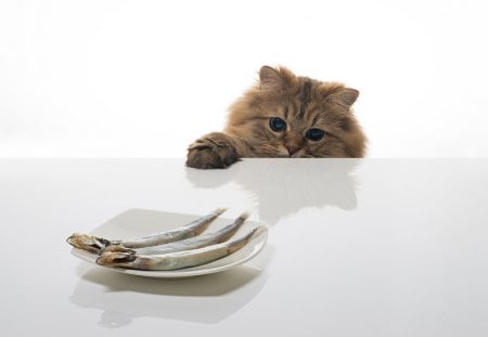 I want those fish - plate, Kitten, fish, feline