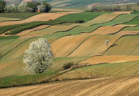 field - field, fun, trees, nature