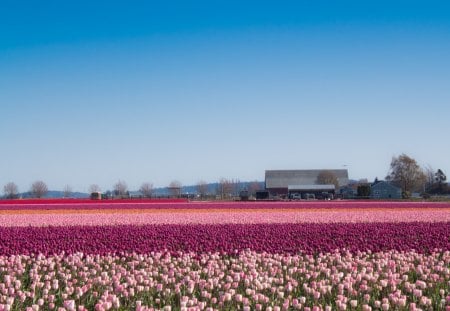 Perfect tulip field - tulips, flowers, field, tulip, spring