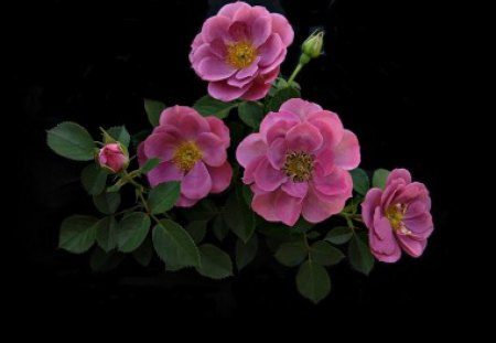 Wonderful roses on black - roses, pink, summer, black, rose