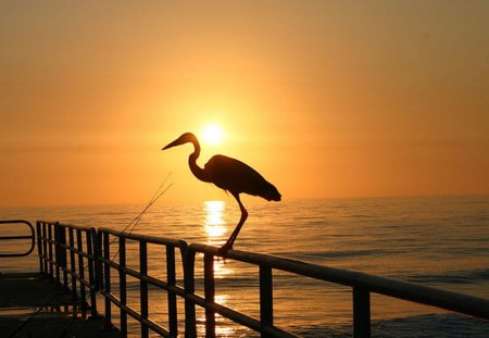 Sunset - awesome, sunset, bird, beautiful