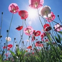 Pink poppies in sunlight